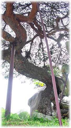 画像:丸森町の笠松_1 画像:丸森町の笠松_1