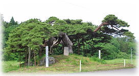 画像:丸森町の笠松_2 画像:丸森町の笠松_2