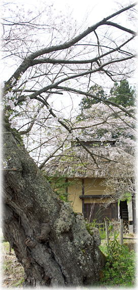 画像:松崎の観音桜 画像:松崎の観音桜