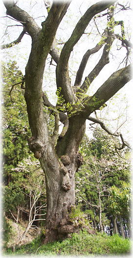 画像:三川長根の種まき桜 画像:三川長根の種まき桜