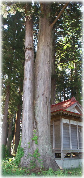 画像:中山稲荷のイボ杉 画像:中山稲荷のイボ杉