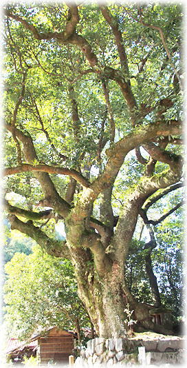 画像:若宮神社跡 たぶの木 画像:若宮神社跡 たぶの木