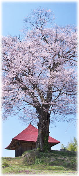 画像:十一面観音桜 画像:十一面観音桜