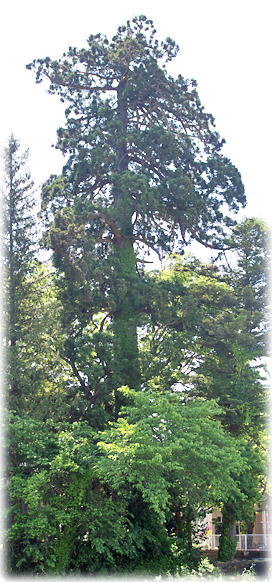 �摜�F���_�@�̃X�M