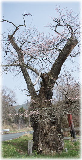 画像:篠神社の桜 画像:篠神社の桜