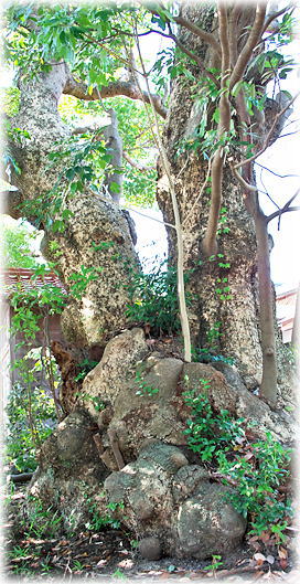 �摜�F�����_�Ђ̃^�u�m�L