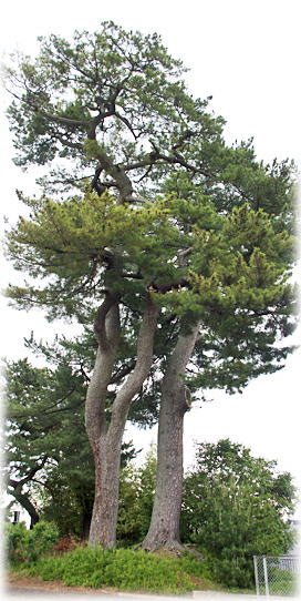 画像:末の松山のクロマツ 画像:末の松山のクロマツ