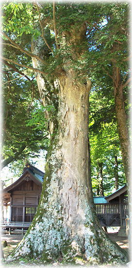 画像:高森諏訪神社のケヤキ 画像:高森諏訪神社のケヤキ