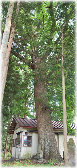 画像:駒形根神社のイチョウ 画像:駒形根神社のイチョウ