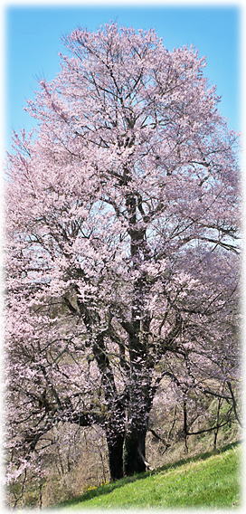 画像:梅沢の山桜 画像:梅沢の山桜