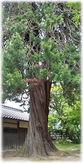 画像:和田のコウヤマキ 画像:和田のコウヤマキ