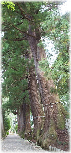 画像:諏訪神社参道杉並木 画像:諏訪神社参道杉並木