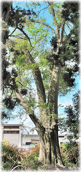 画像:八王司神社のハルニレ 画像:八王司神社のハルニレ