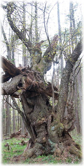 �摜�F���c��Ղ̃��}�U�N��