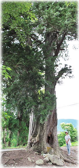 �摜�F�����Ђ̃A�X�i���i���ƕ��ԁj