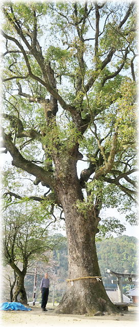 �摜�F�r��_�Ђ̃N�X�m�L 