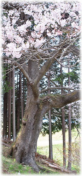 �摜�F�n���ؑ�̍�