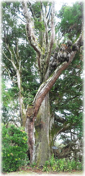 �摜�F䐖؂̃X�M