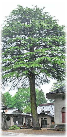 �摜�F�厜���̃q�}�����X�M