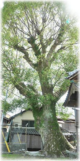 �摜�F�o�����V���{�̃N�X�m�L