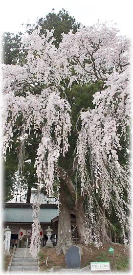 �摜�F���R���q�_�Ђ̂������