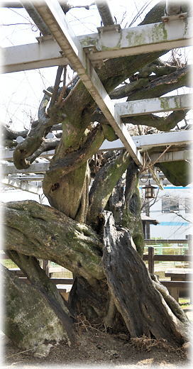 �摜�F�����̏��R��