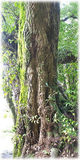 �摜�F�{�������_�Ђ̃X�_�W�C