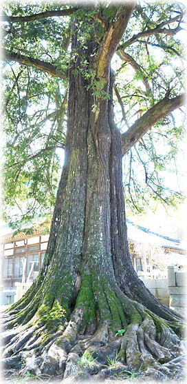 �摜�F�������̃J��