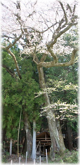 �摜�F�����q�_�Ђ̕v�w��