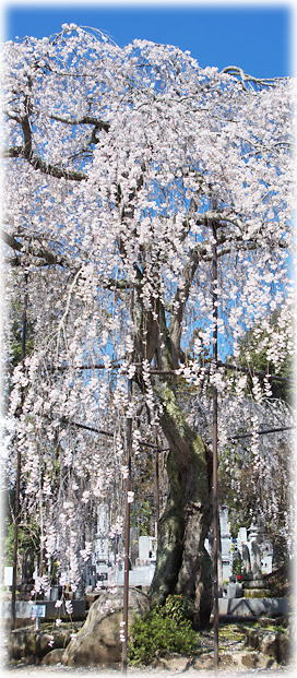 �摜�F�������̂������