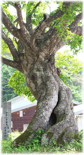 �摜�F�ԍ畐���_�Ђ̃I�I���~�W