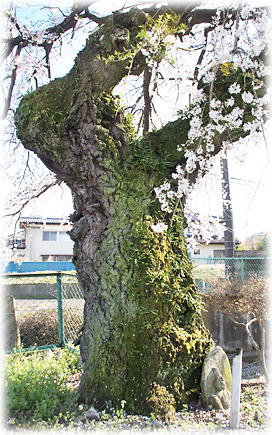 �摜�F�т̂������_1