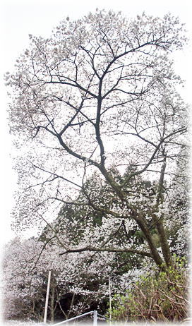 �摜�F���R��̖�����_1