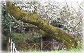 �摜�F���R��̖�����_2