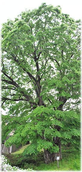 �摜�F�␴���̃P���L