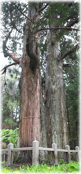 �摜�F���R�_�Ђ̕v�w��