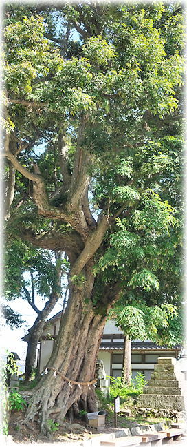 �摜�F�K��_�Ђ̃X�_�W�C 