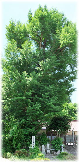 �摜�F�\�����̑�C�`���E