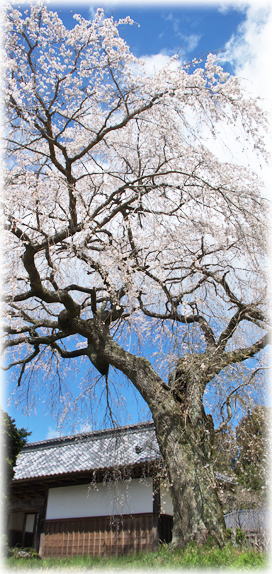 �摜�F��т̎}�����