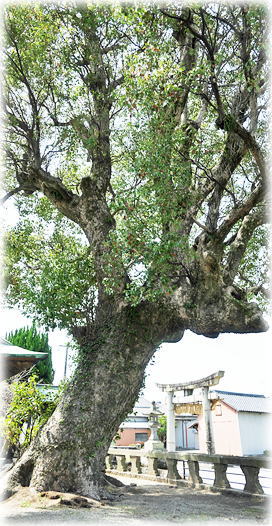 �摜�F���r�O���_�Ђ̃N�X�m�L