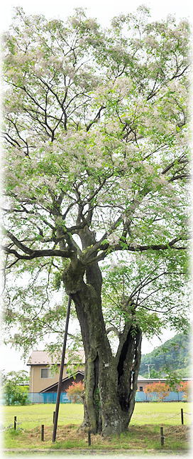 �摜�F�����ӂꂠ�������̃Z���_��