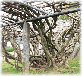 �摜�F���茵���_�Ђ̃t�W_2