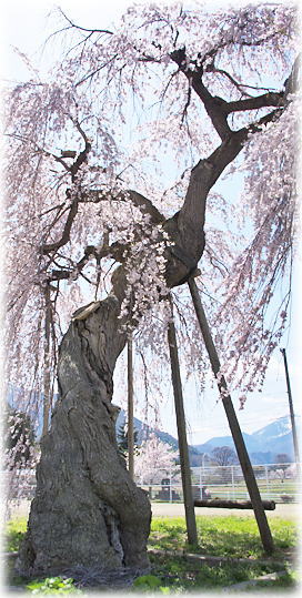 �摜�F��˒��w�Z�̏�����