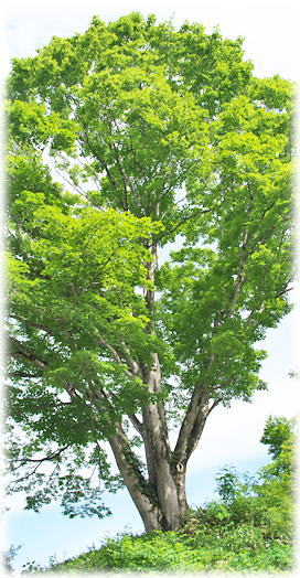 �摜�F�g�ˎ��̃C�^���J�G�f