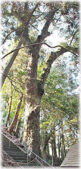 �摜�F�؈�_�Ђ̃C�`�C�K�V