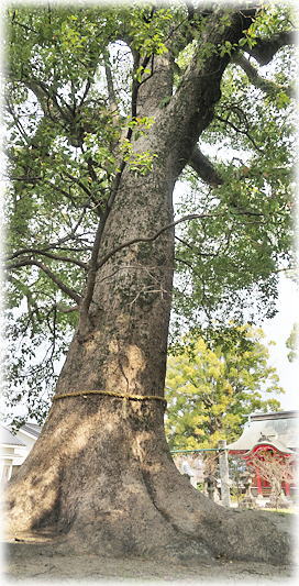 �摜�F�G�㐳�����{�̃N�X�m�L