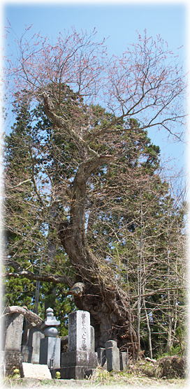 �摜�F���X�̎펪��