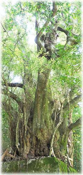 �摜�F���̍r�_����