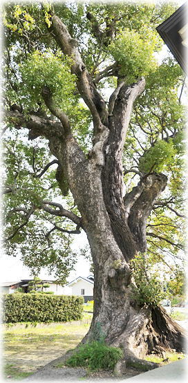 �摜�F�썂�����g�_�Ђ̃N�X�m�L