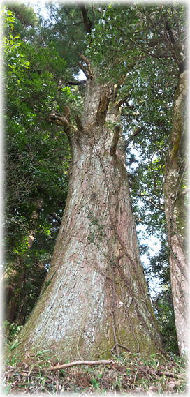 �摜�F���_�Ђ̃X�M